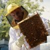 Giacomo - apicoltore